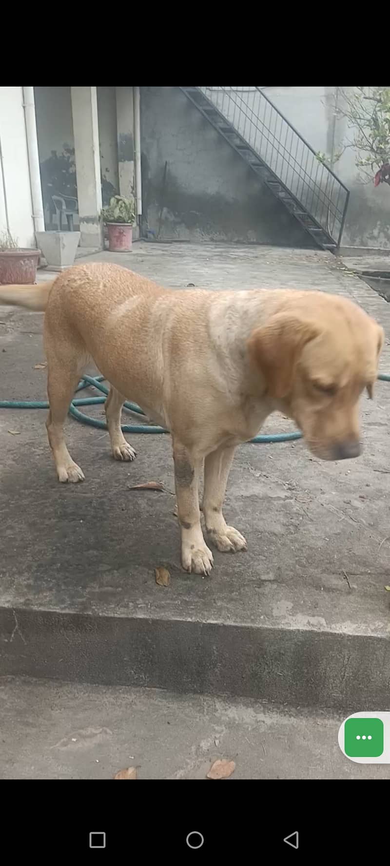 Labrador dog | female | 3 years | Friendly dog for sale | 031177185309 1