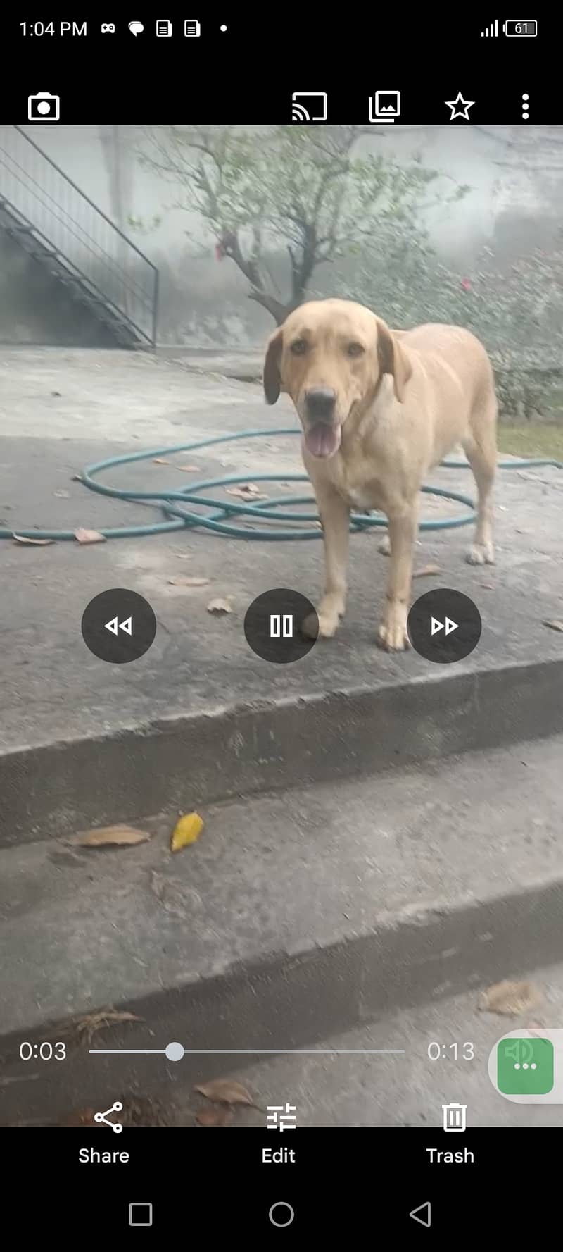 Labrador dog | female | 3 years | Friendly dog for sale | 031177185309 2