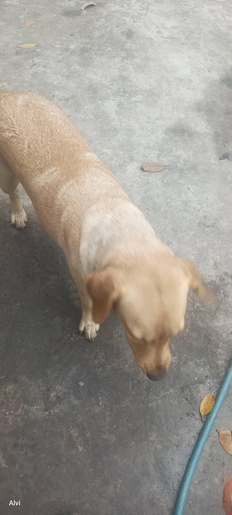 Labrador dog | female | 3 years | Friendly dog for sale | 031177185309 3