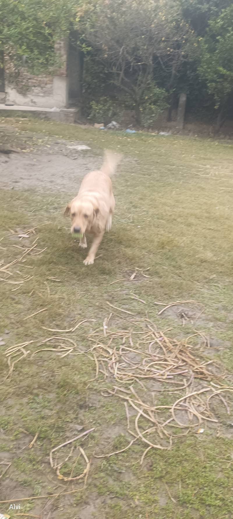 Labrador dog | female | 3 years | Friendly dog for sale | 031177185309 4