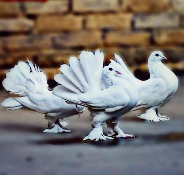 Lakka pigeons 0