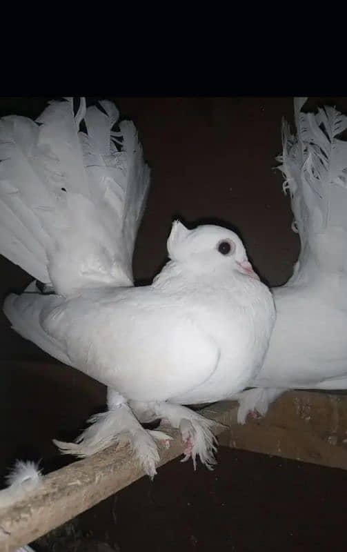 Lakka pigeons 1