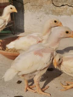 HEERA CHICKS FOR SALE