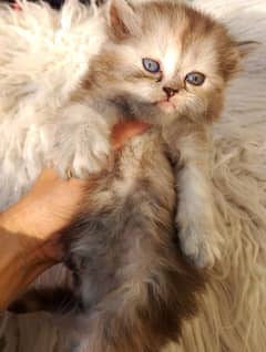 PERSIAN Kittens(read ful ad). parents imported