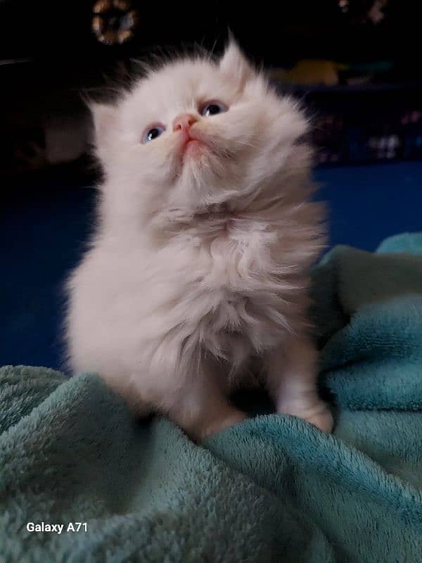 PERSIAN Kittens(read ful ad). parents imported 2