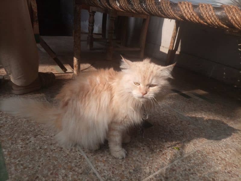 Persian cat 0