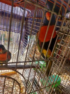 Red Coller Lorry Breeder Pair and Sun Conure pair