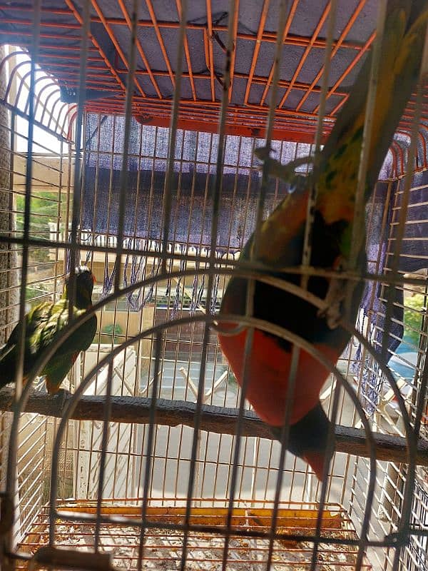 Red Coller Lorry Breeder Pair and Sun Conure pair 1