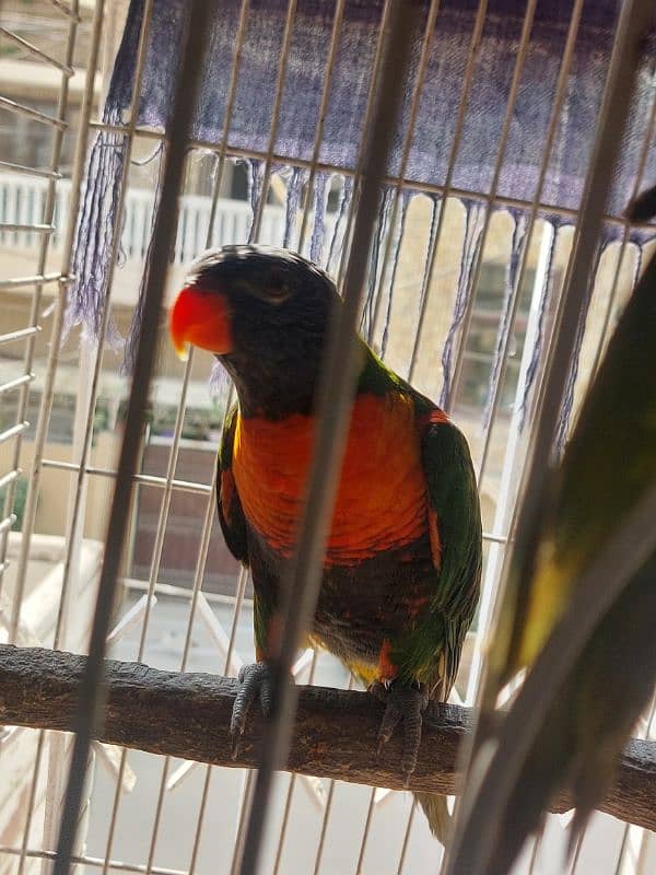 Red Coller Lorry Breeder Pair and Sun Conure pair 2