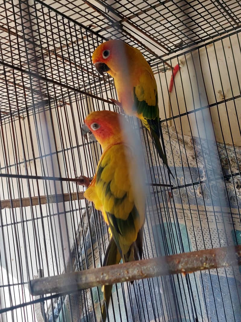 Red Coller Lorry Breeder Pair and Sun Conure pair 3