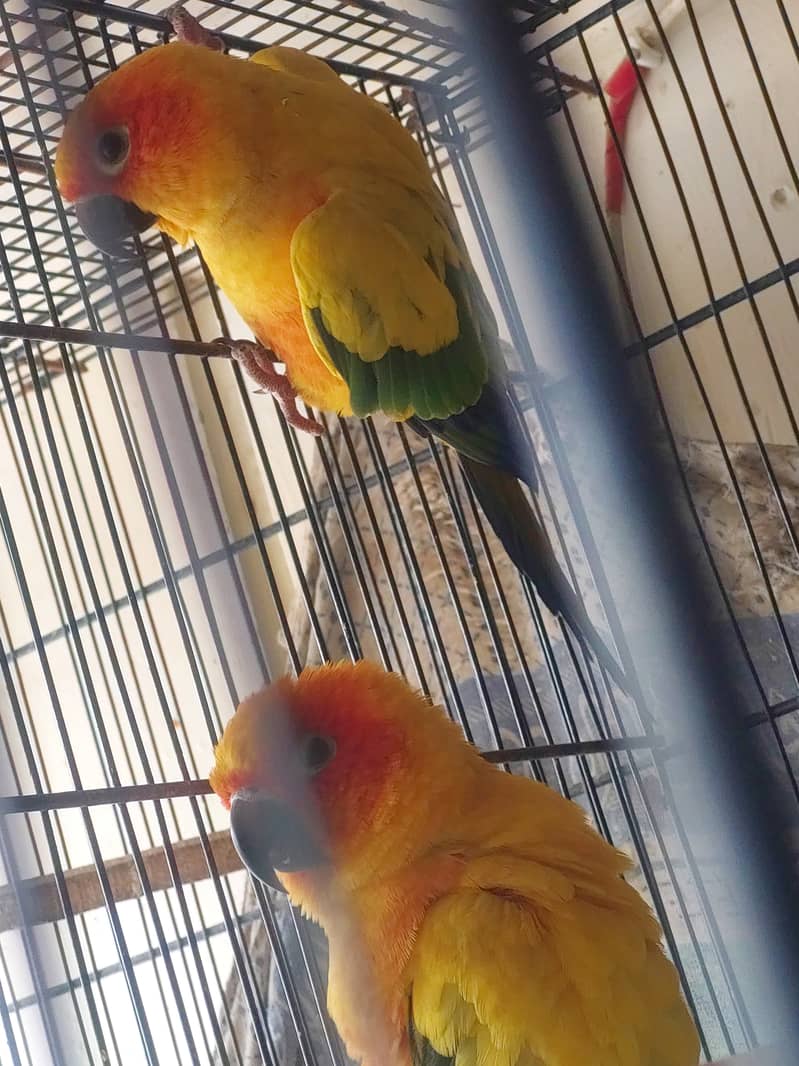 Red Coller Lorry Breeder Pair and Sun Conure pair 4