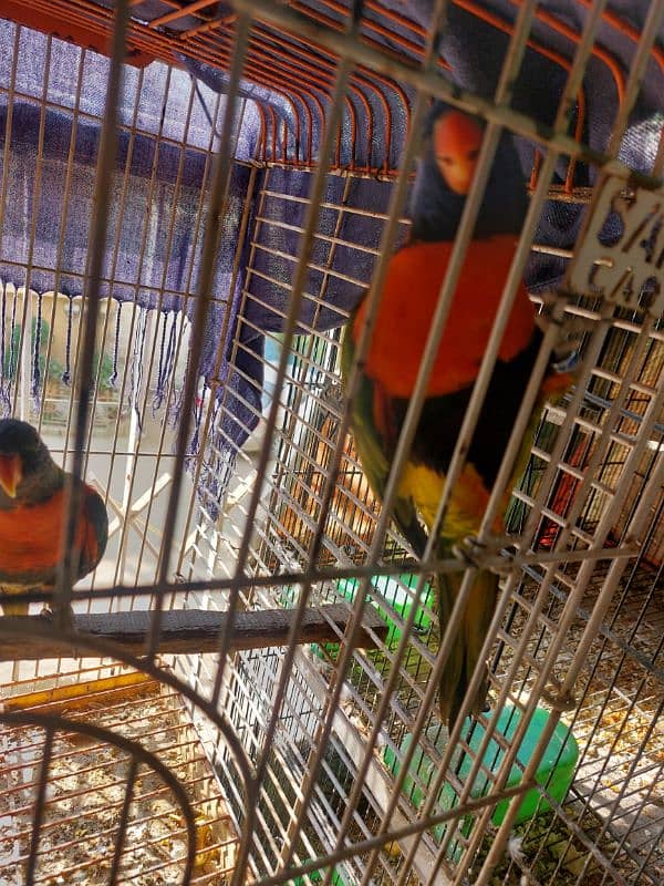 Red Coller Lorry Breeder Pair and Sun Conure pair 5