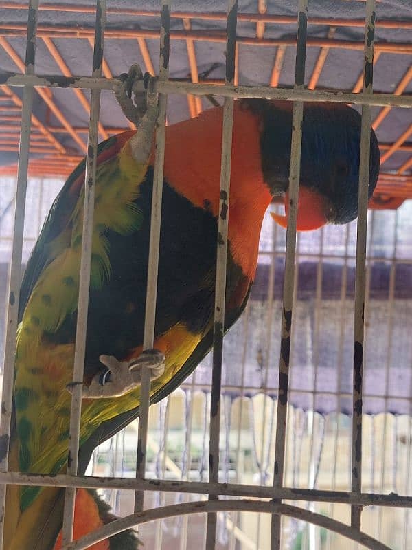 Red Coller Lorry Breeder Pair and Sun Conure pair 6