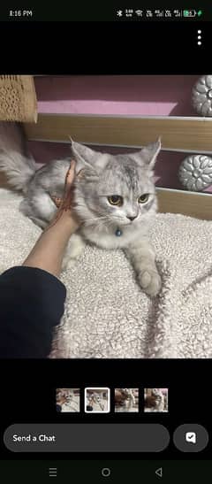 8 months persian point face female for sale