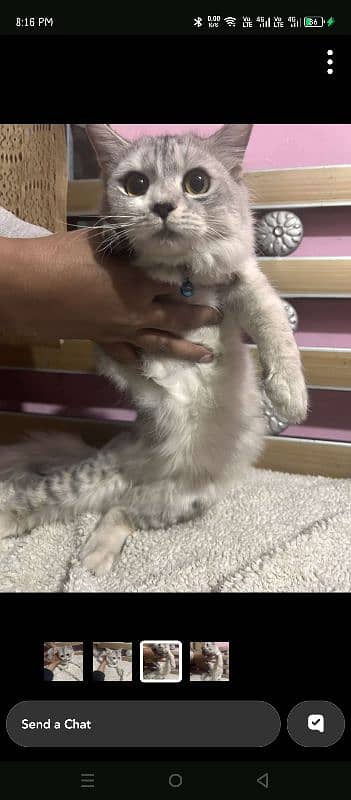 8 months persian point face female for sale 2