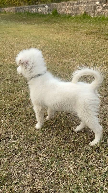 Russian Spitz 5 months 3