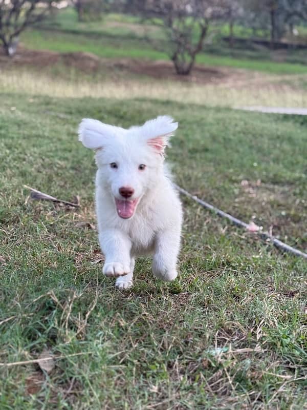 Russian Spitz 5 months 1