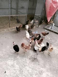 desi hens available Andy wli