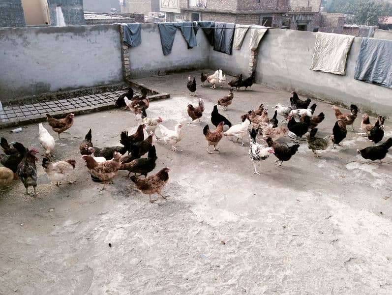 desi hens available Andy wli 2