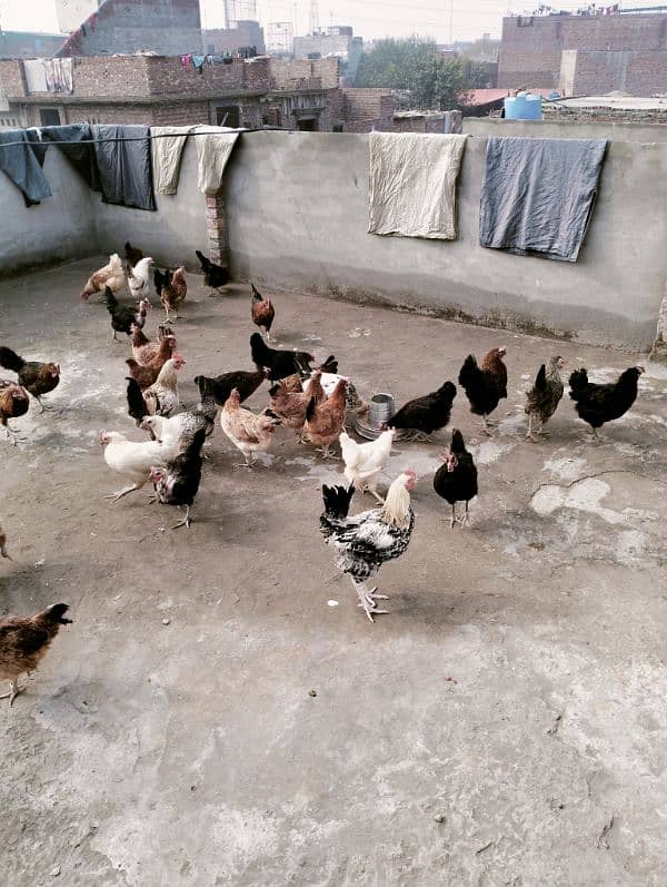 desi hens available Andy wli 3