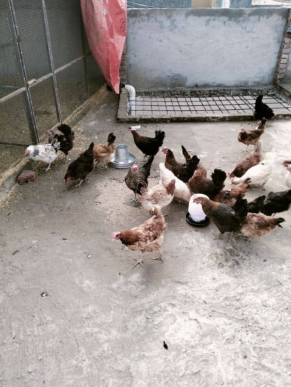 desi hens available Andy wli 4