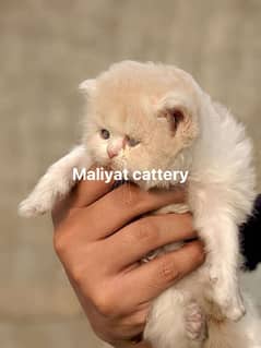 Persian quality kitten available