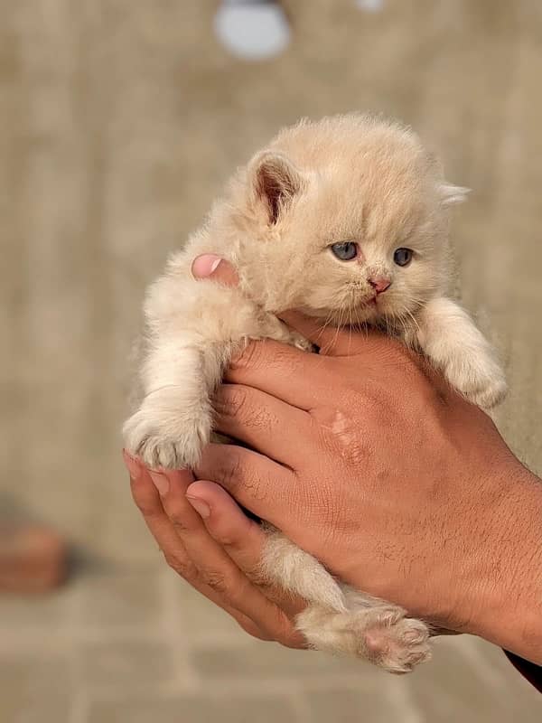 Persian quality kitten available 3