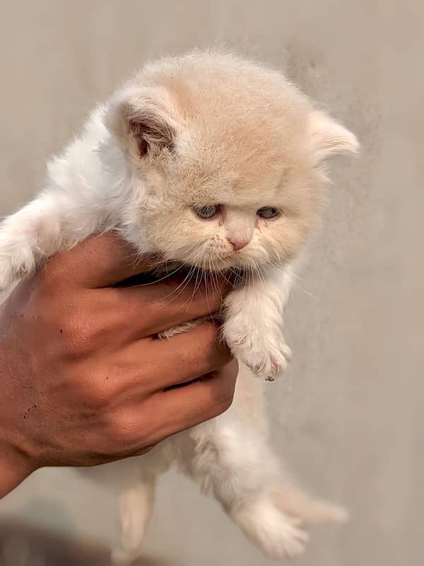 Persian quality kitten available 4