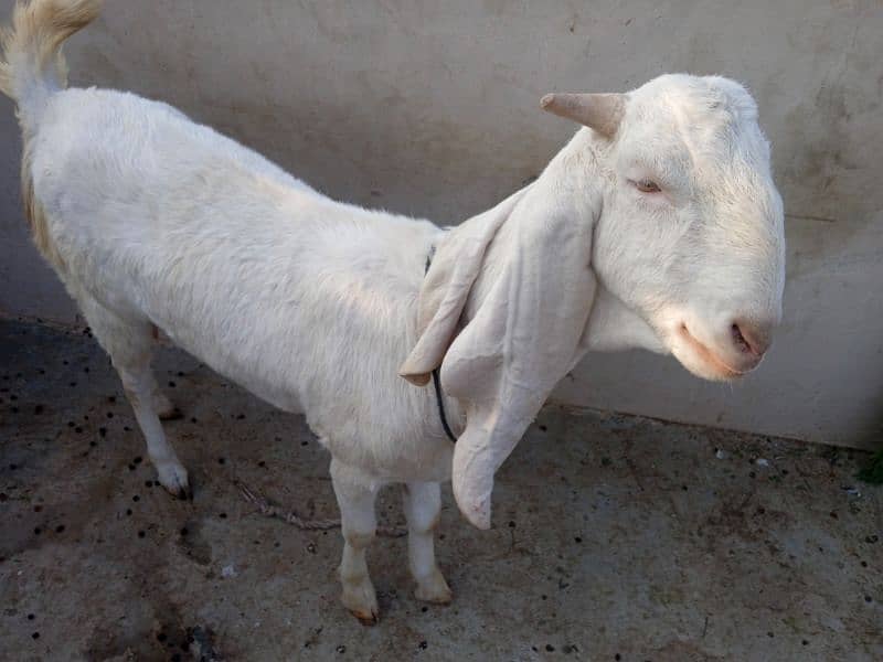 Pure gulabi bakri 2