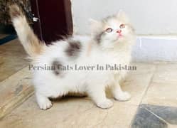 Bombastic Quality Persian Kitten Available