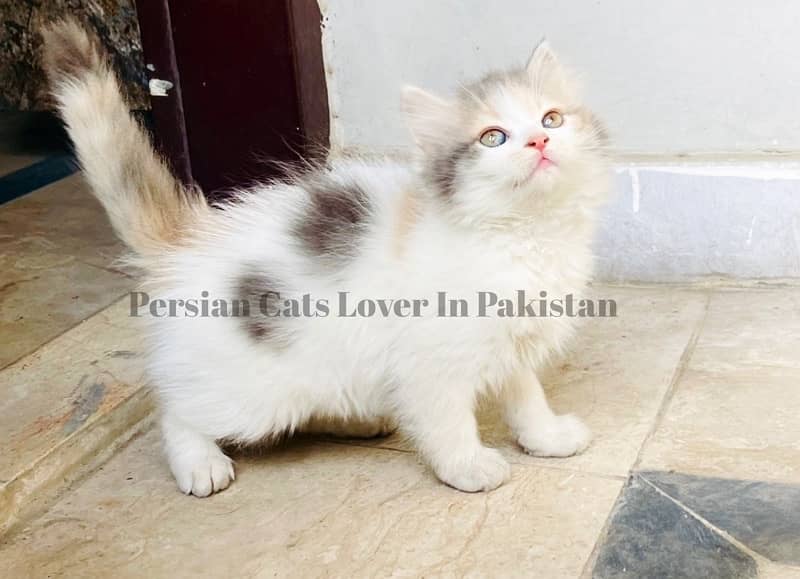 Bombastic Quality Persian Kitten Available 0