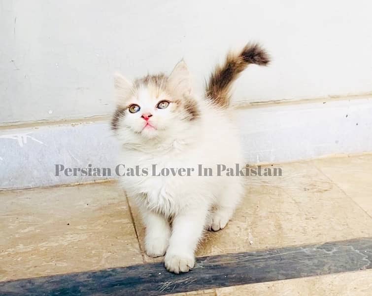 Bombastic Quality Persian Kitten Available 1