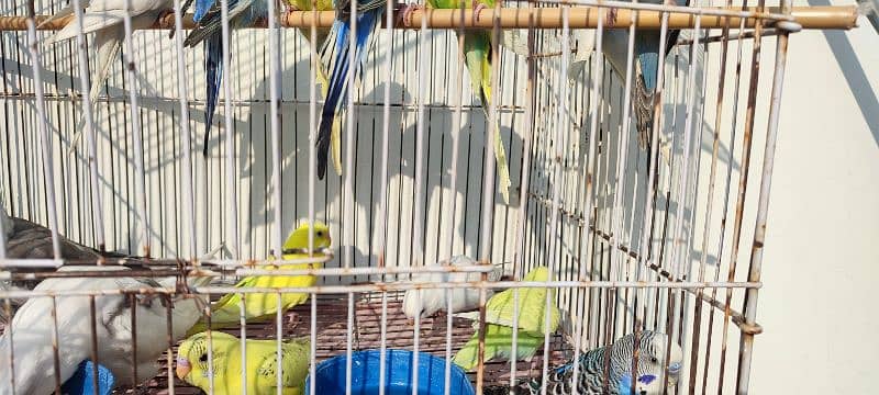 Budgies for sale 0