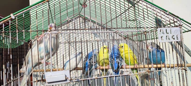 Budgies for sale 1