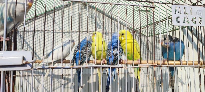 Budgies for sale 3