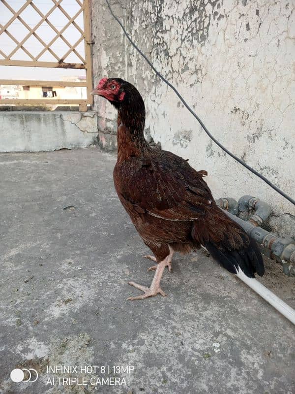 aseel hens for sale 3