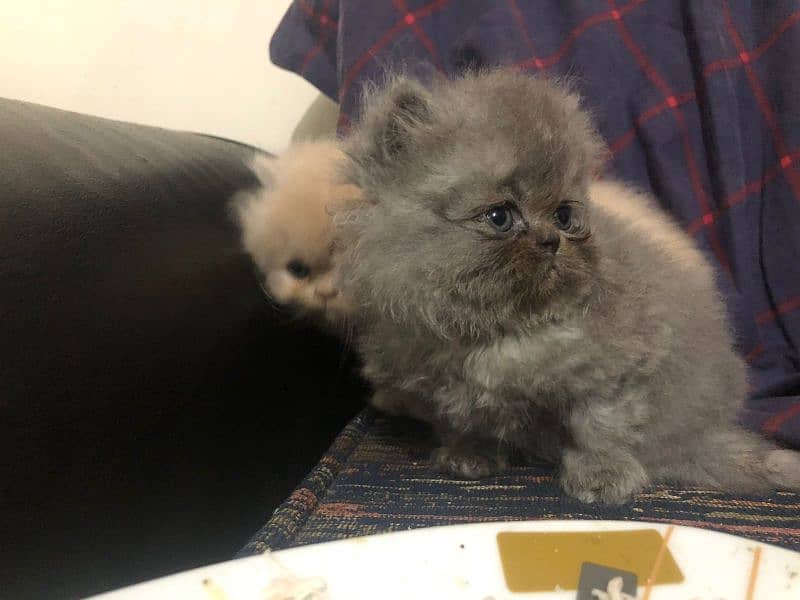 quality CFA bloodline kitten Lahore 3