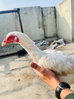 heera aseel murgi / hen / female pathi