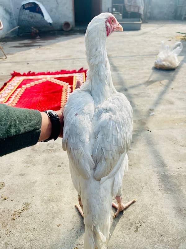 heera aseel murgi / hen / female pathi 2