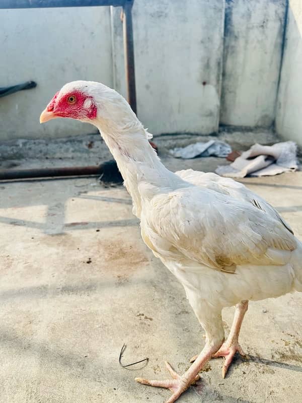 heera aseel murgi / hen / female pathi 3