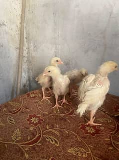 HEERA ASEEl chicks long hight Paper white 1 month for sale