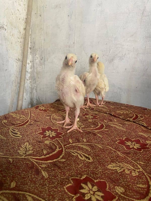 HEERA ASEEl chicks long hight Paper white 1 month for sale 1