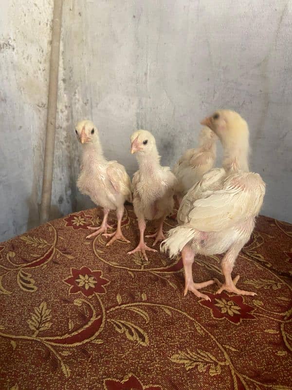 HEERA ASEEl chicks long hight Paper white 1 month for sale 2