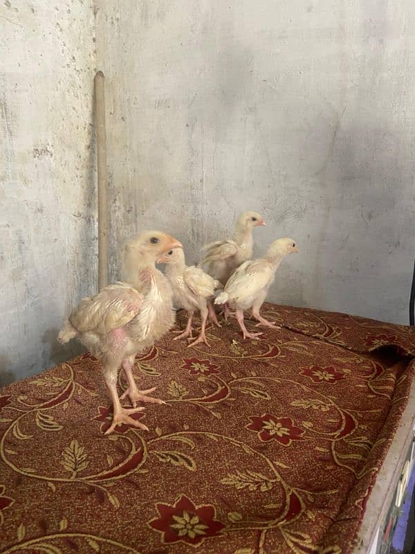 HEERA ASEEl chicks long hight Paper white 1 month for sale 3