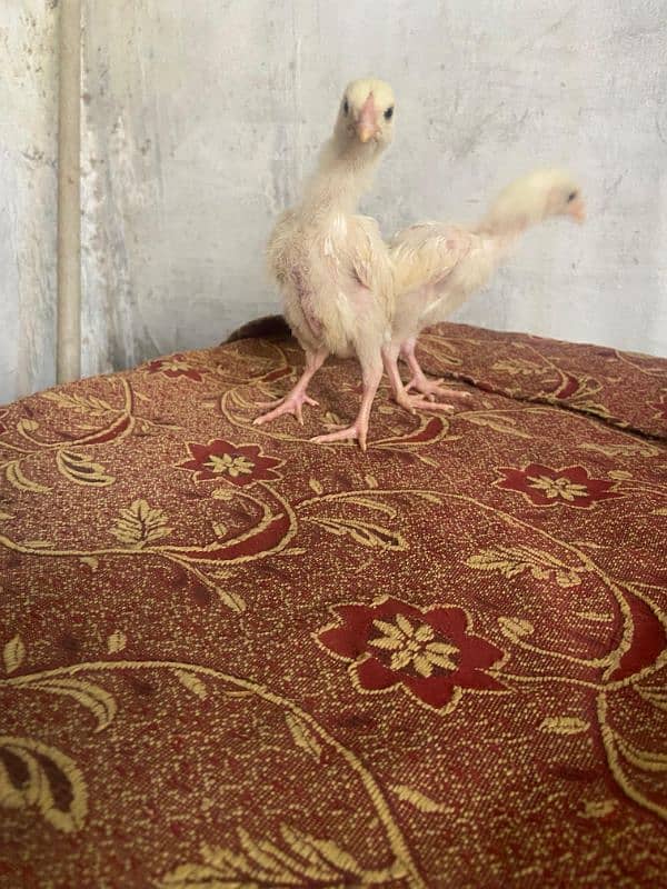 HEERA ASEEl chicks long hight Paper white 1 month for sale 4