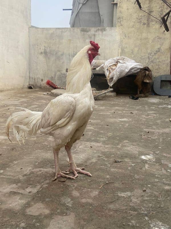 HEERA ASEEl chicks long hight Paper white 1 month for sale 5