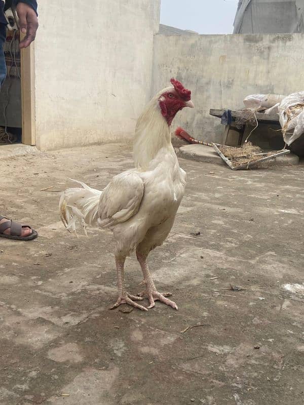 HEERA ASEEl chicks long hight Paper white 1 month for sale 6