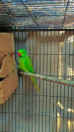 Green parrot Breeder male