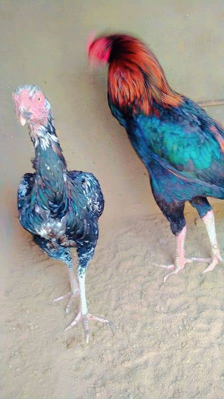 aseel pair urgent sale 2