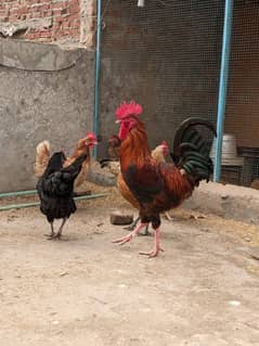 Golden Misri A+ quality Egg laying hens and rooster